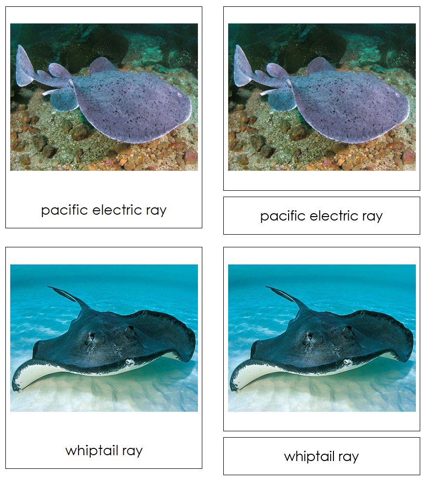 Types of Rays and Skates 3-Part Cards - Montessori Print Shop Digital Download