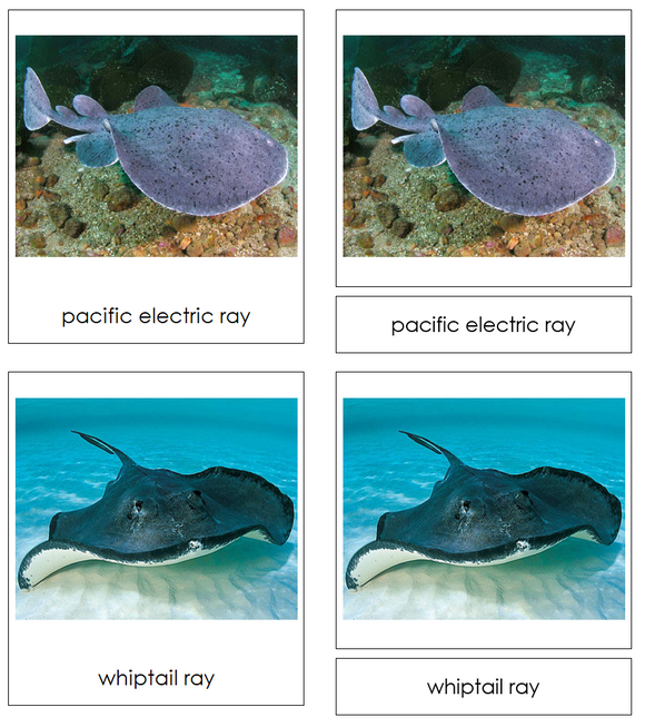 Types of Rays and Skates 3-Part Cards - Montessori Print Shop Digital Download