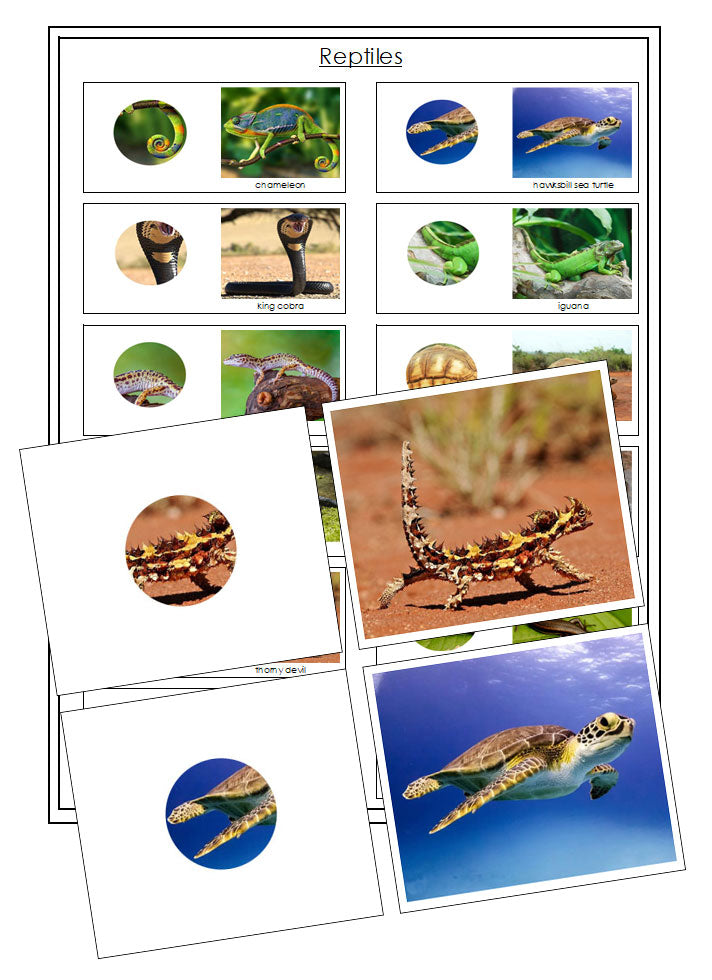 Reptiles Part to Whole Matching - Montessori Print Shop Digital Download