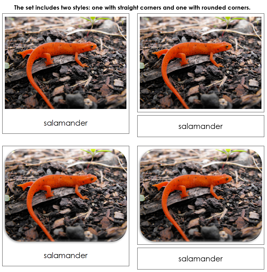 River - Safari Toob Cards - Montessori Print Shop Digital Download