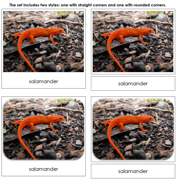 River - Safari Toob Cards - Montessori Print Shop Digital Download
