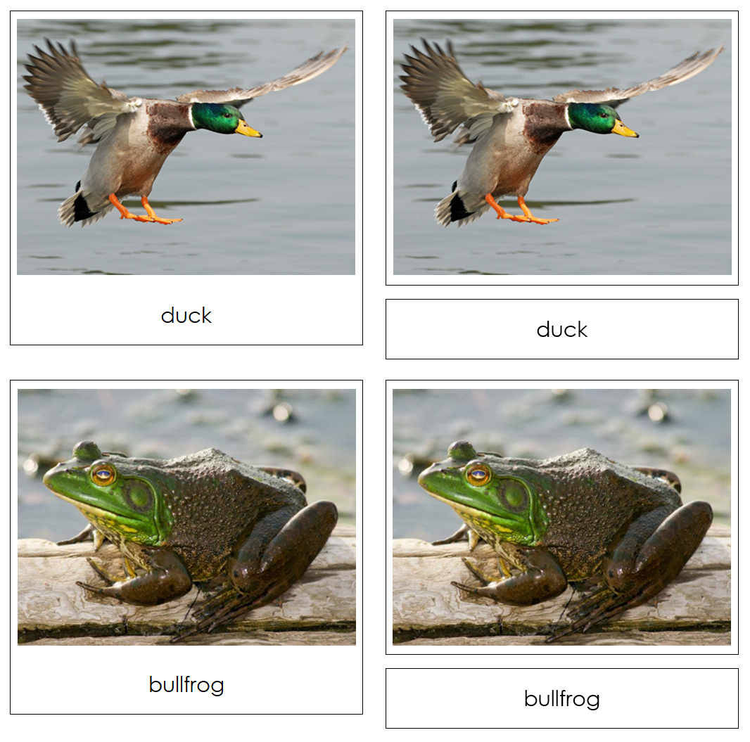 River - Safari Toob Cards - Montessori Print Shop Digital Download