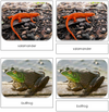 River - Safari Toob CardsRiver Safari Toob Cards - Montessori Print Shop