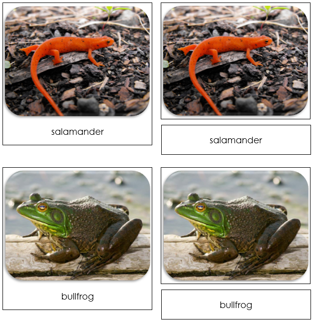 River - Safari Toob Cards