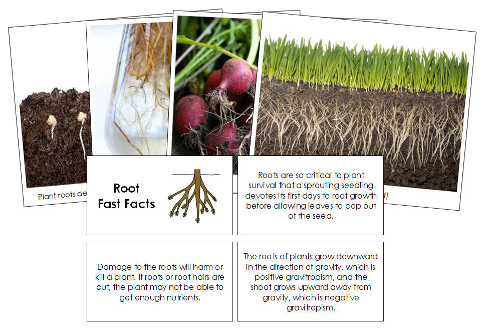 Root Fast Facts & Pictures - Montessori Print Shop Digital Download