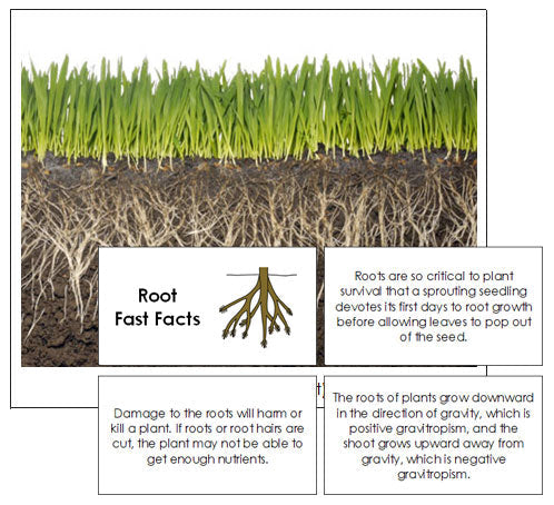 Root Fast Facts & Pictures - Montessori Print Shop