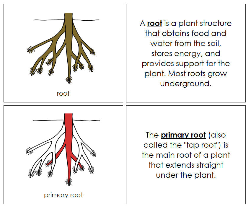 Parts of a Root Nomenclature Book (red)  - Montessori Print Shop Digital Download