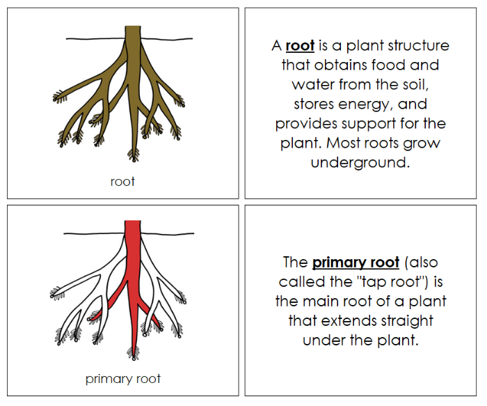 Parts of a Root Nomenclature Book (red) - Montessori Print Shop Digital Download