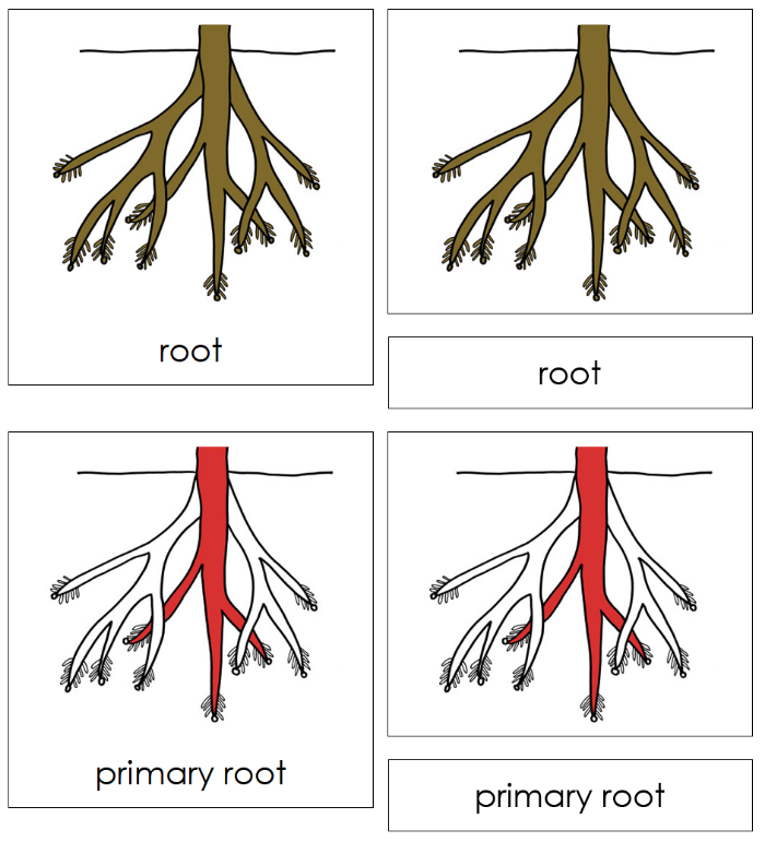 Root Nomenclature 3-Part Cards (red) - Montessori Print Shop Digital Download