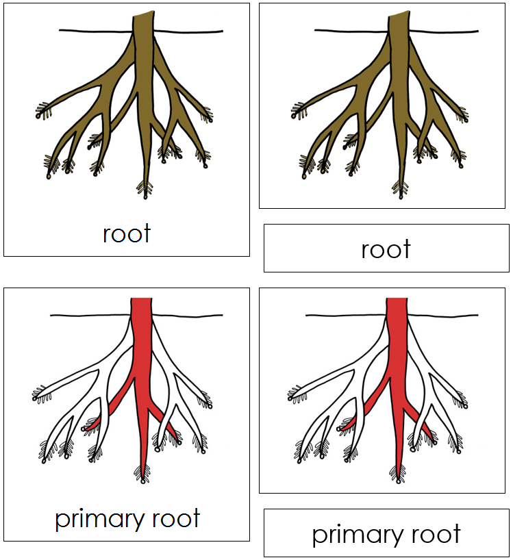 Root Nomenclature Cards - Montessori Print Shop