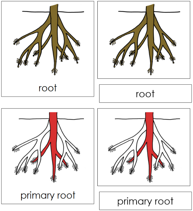 Root Nomenclature 3-Part Cards (red) - Montessori Print Shop Digital Download