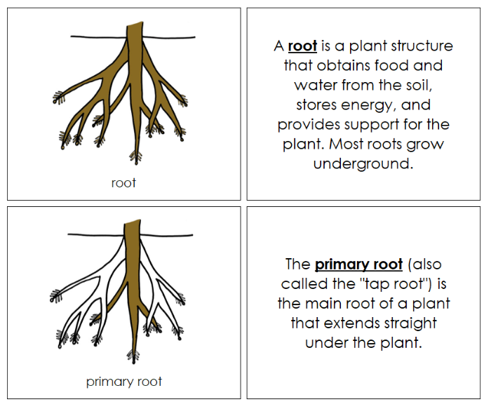 Parts of a Root Nomenclature Book - Montessori Print Shop Digital Download