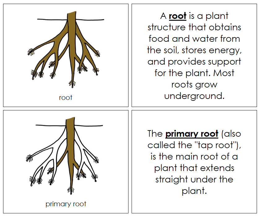 Parts of a Root Nomenclature Book - Montessori Print Shop Digital Download