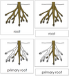 Root Nomenclature 3-Part  Cards - Montessori Print Shop
