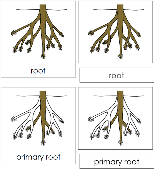 Parts of a Root 3-Part Nomenclature Cards - Montessori Print Shop Digital Download