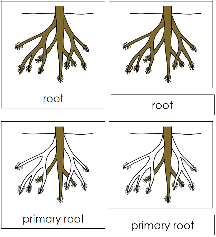 Root Nomenclature Cards - Montessori Print Shop Digital Download