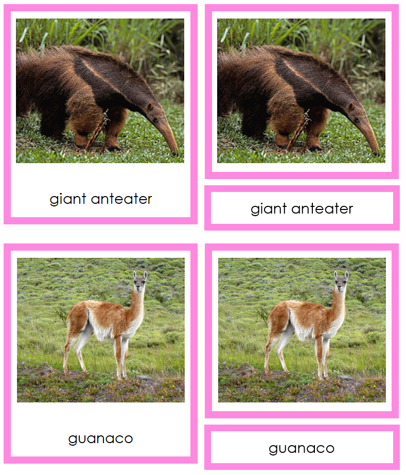 Animals of South America 3-Part Cards (color-coded) - Montessori Print Shop Digital Download