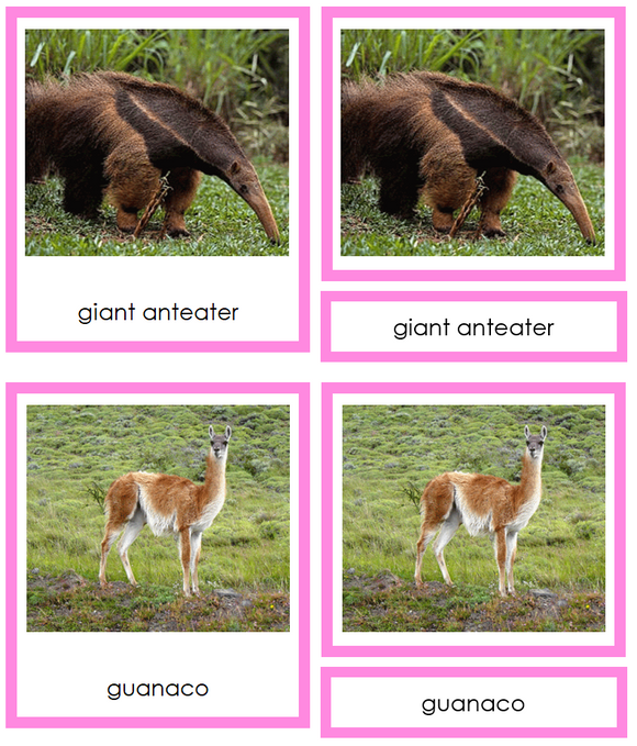 Animals of South America 3-Part Cards (color-coded) - Montessori Print Shop Digital Download