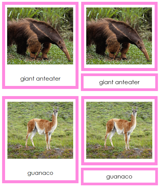 Animals of South America 3-Part Cards - Montessori Print Shop Digital Download continent study