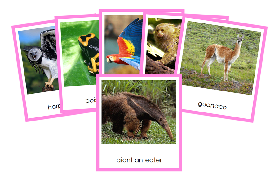 Animals of South America 3-Part Continent Cards - Montessori Print Shop Digital Download