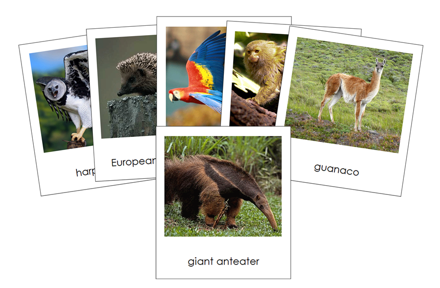 Animals of South America 3-Part Continent Cards - Montessori Print Shop Digital Download