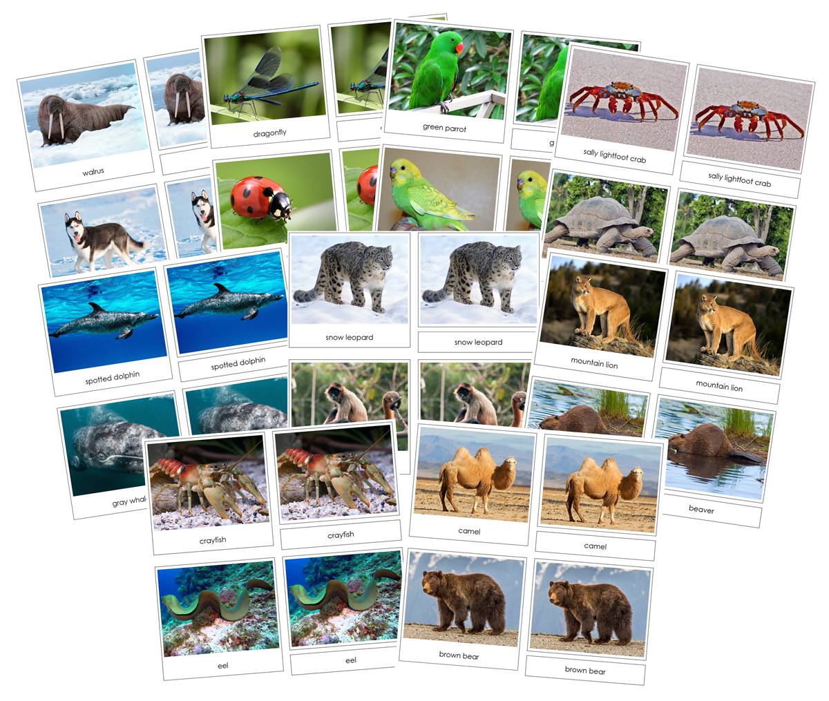 Safari TOOB Cards Bundle - Montessori Print Shop Digital Download