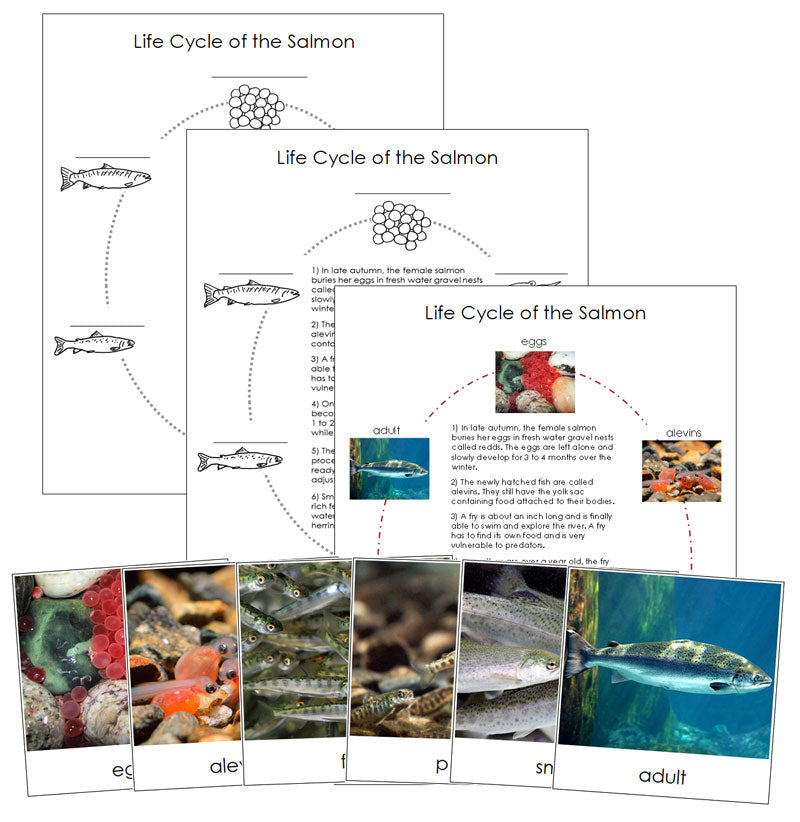 Salmon Life Cycle Nomenclature Cards & Charts - Montessori Print Shop Digital Download