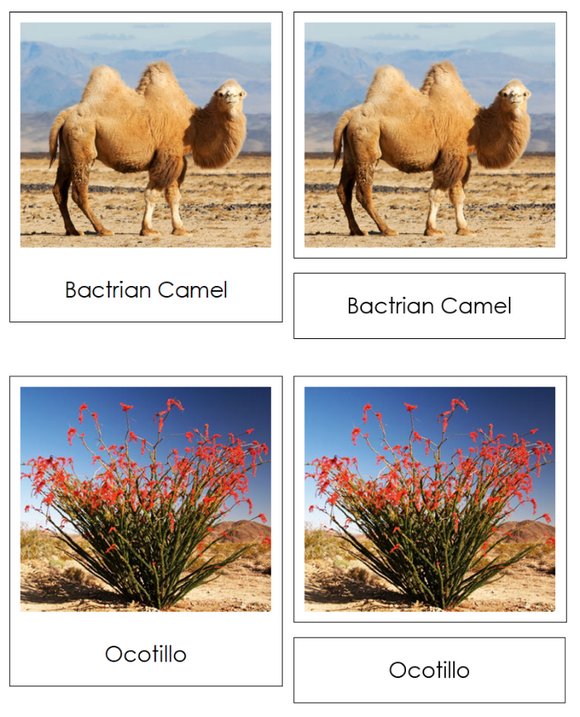 The Nine Biomes of the World Information, Cards, Chart, and Map - Montessori Print Shop Digital Download