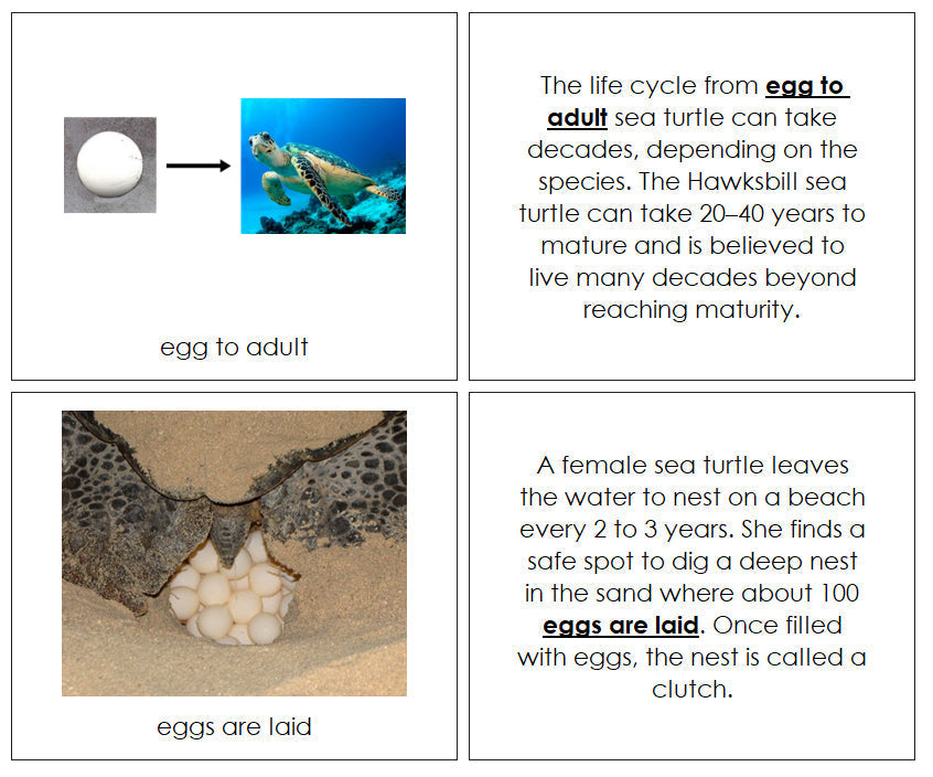 Sea Turtle Life Cycle Nomenclature Book - Montessori Print Shop Digital Download