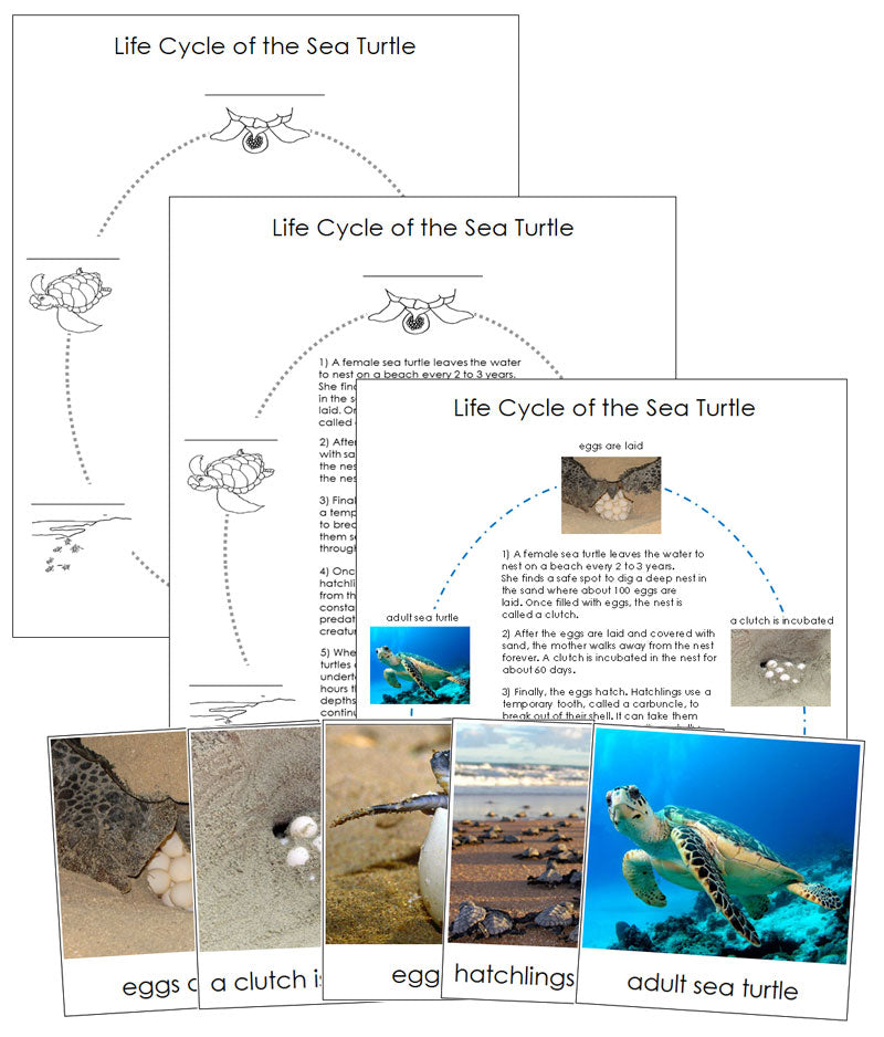 Sea Turtle Life Cycle Nomenclature Cards & Charts - Montessori Print Shop Digital Download