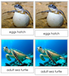 Sea Turtle Life Cycle Nomenclature 3-Part Cards & Charts - Montessori Print Shop