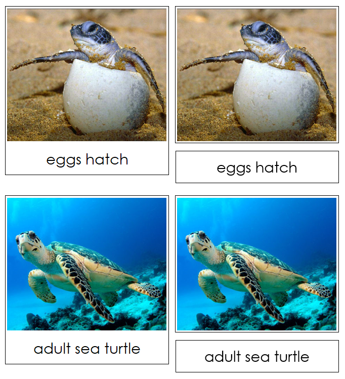 Sea Turtle Life Cycle Nomenclature 3-Part Cards & Charts - Montessori Print Shop Digital Download