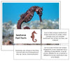 Seahorse Fast Facts & Pictures - Montessori Print Shop
