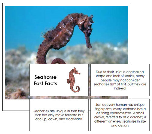 Seahorse Fast Facts & Pictures - Montessori Print Shop