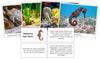 Seahorse Fast Facts & Pictures - Montessori Print Shop