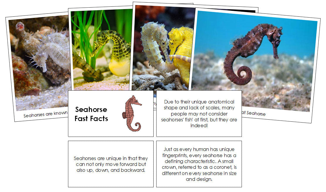Seahorse Fast Facts & Pictures - Montessori Print Shop Digital Download