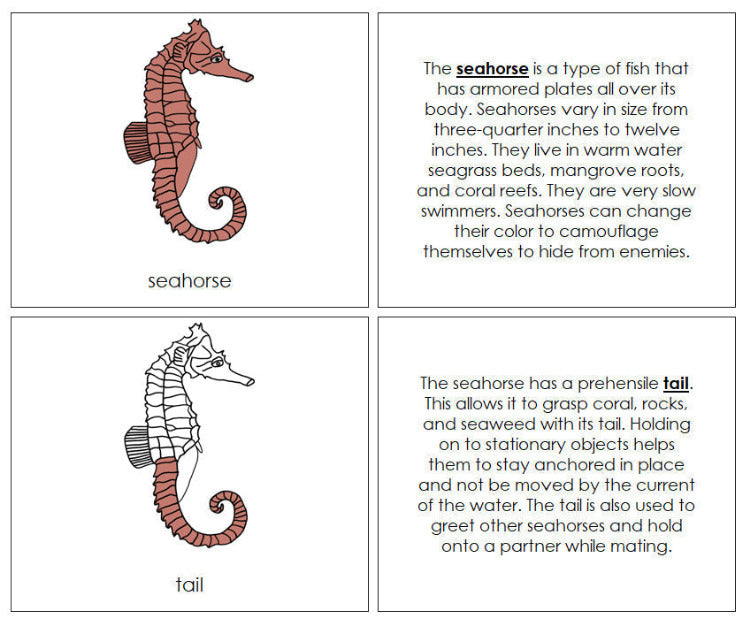 Seahorse Nomenclature Book - Montessori Print Shop Digital Download