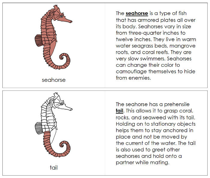 Parts of a Seahorse Nomenclature Book - Montessori Print Shop Digital Download