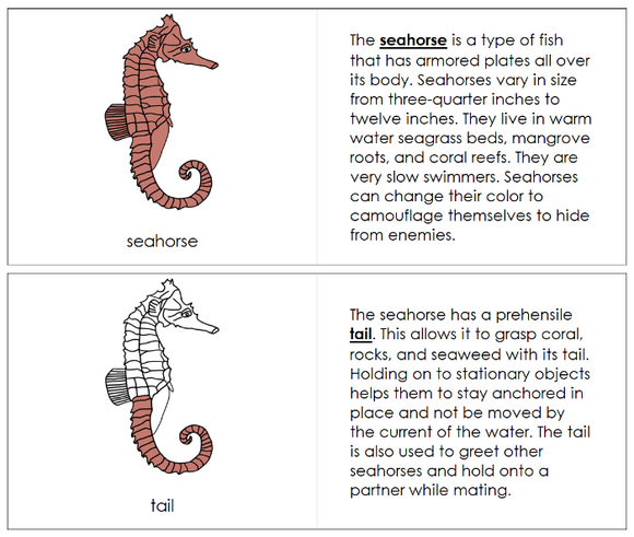 Parts of a Seahorse Nomenclature Book - Montessori Print Shop Digital Download