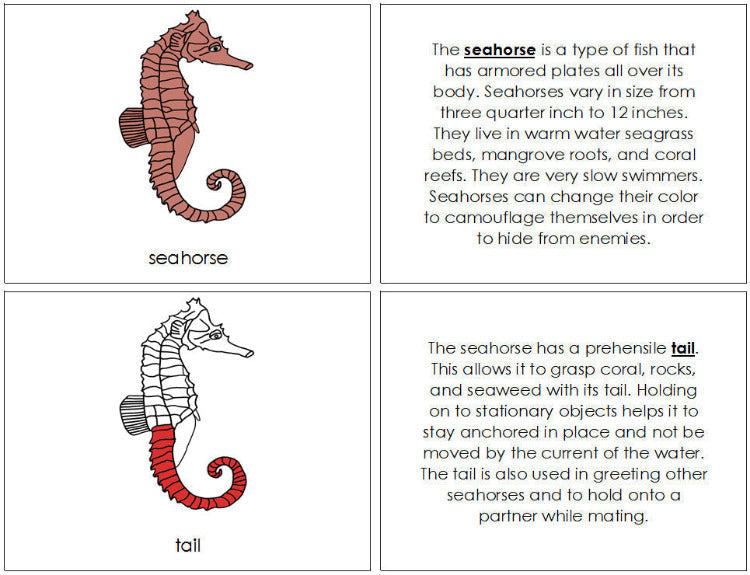 Seahorse Nomenclature Book (red) - Montessori Print Shop Digital Download