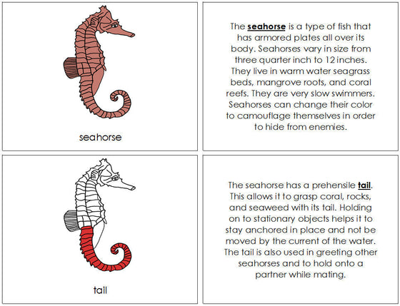 Seahorse Nomenclature Book (red) - Montessori Print Shop