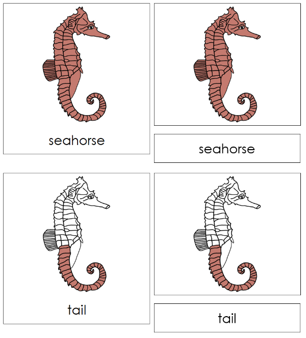 Parts of a Seahorse 3-Part Nomenclature Cards - Montessori Print Shop Digital Download