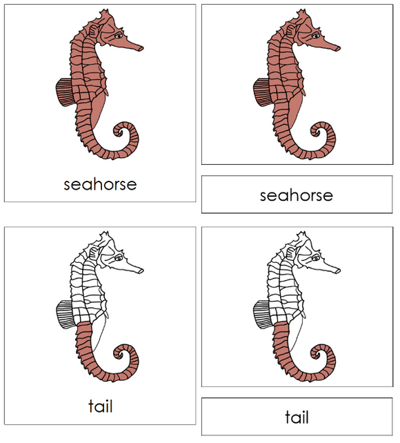 Parts of a Seahorse 3-Part Nomenclature Cards - Montessori Print Shop Digital Download
