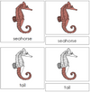 Seahorse Nomenclature 3-Part Cards - Montessori Print Shop