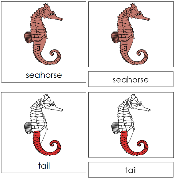 Parts of a Seahorse 3-Part Nomenclature Cards (red) - Montessori Print Shop Digital Download