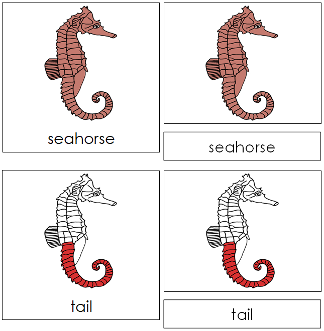 Seahorse Nomenclature 3-Part Cards (red) - Montessori Print Shop