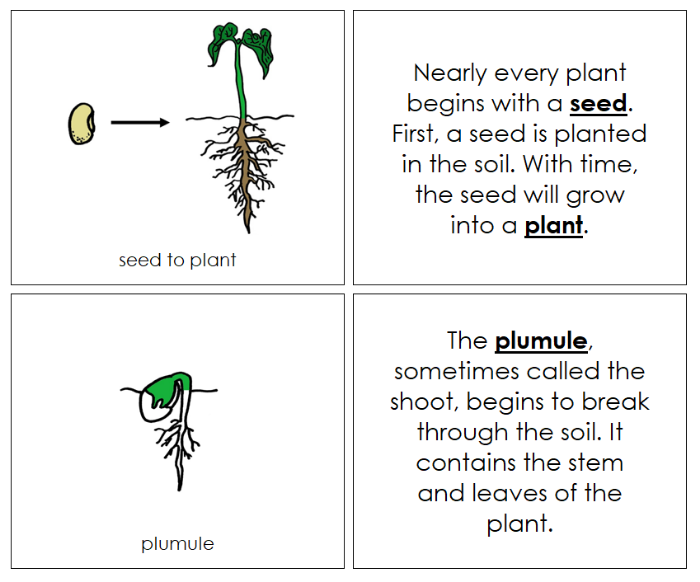 Seed to Plant Nomenclature Book - Montessori Print Shop Digital Download