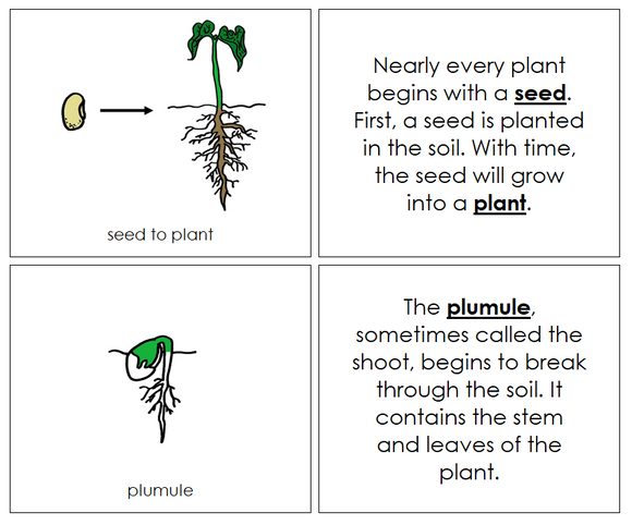 Seed to Plant Nomenclature Book - Montessori