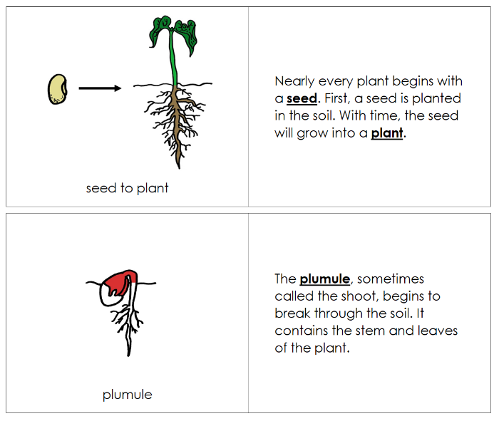 Seed to Plant Life Cycle Nomenclature Book (red) - Montessori Print Shop Digital Download