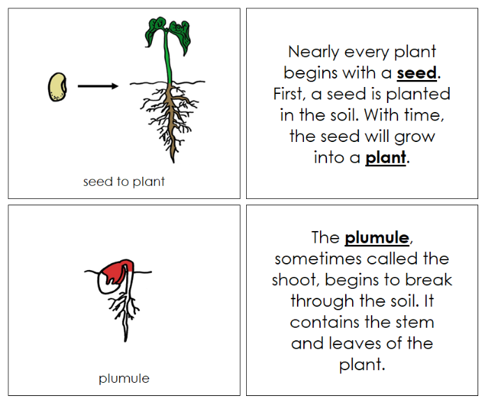 Seed to Plant Nomenclature Book (red) - Montessori Print Shop Digital Download